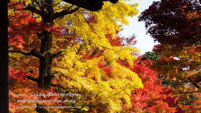 osky_D4898W002.jpg