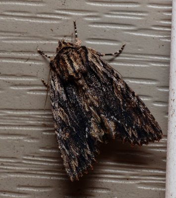 Confused Woodgrain - Morrisonia confusa