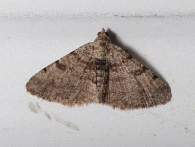 Hollow-spotted Angle - Macaria gnophosaria