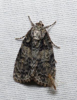 Small Oak Dagger - Acronicta increta
