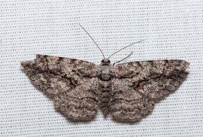 Common Gray - Anavitrinella pampinaria