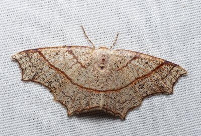 Oak Besma - Besma quercivoraria