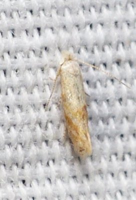 Moth - Bucculatrix inusitata