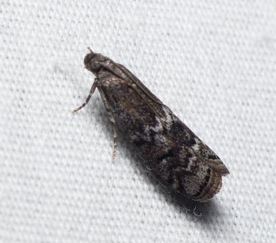 Elm Leaftier Moth - Canarsia ulmiarrosorella