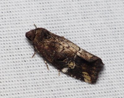 Variegated Midget - Elaphria versicolor