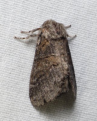 Common Gluphisia - Gluphisia septentrionis