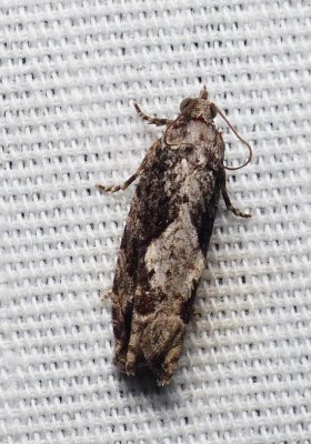 Moth - Gretchena