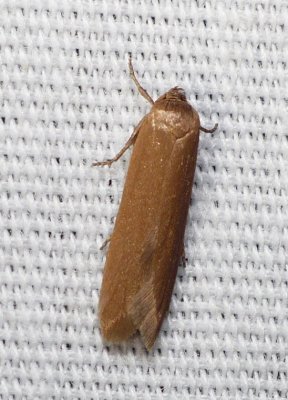 Scavenger Moth - Holcocera immaculella