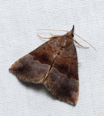 Gray-edged Hypena - Hypena madefactalis