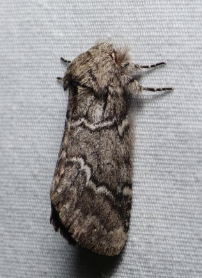 Double-lined Prominent - Lochmaeus bilineata