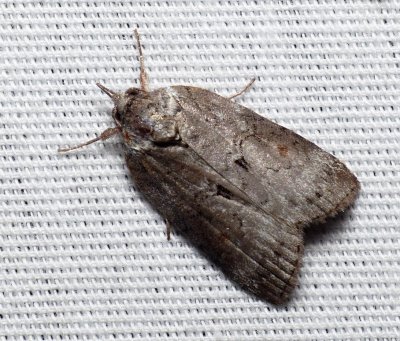 Forgotten Frigid Owlet - Nycteola metaspilella