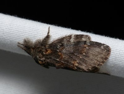 Angulose Prominent - Peridea angulosa