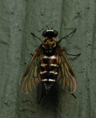 Snipe Fly - Chrysopilus fasciatus