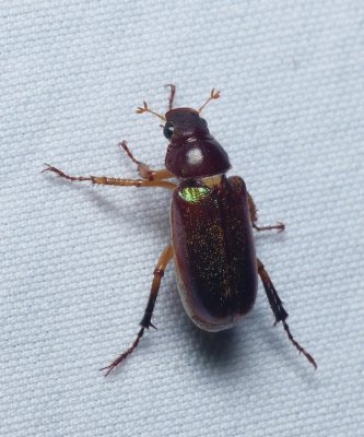 June Bug - Dichelonyx