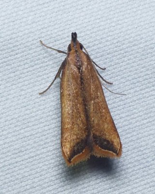 Black-edged Dichomeris - Dichomeris picrocarpa