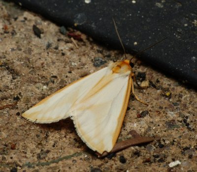 Tiger Moth - Haploa