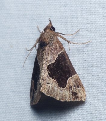 Flowing-line Snout - <i>Hypena manalis</i>