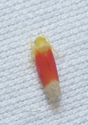 Leafhopper - Ossiannilssonola tunicarubra