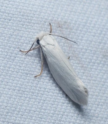 Bogus Yucca Moth - Prodoxus decipiens