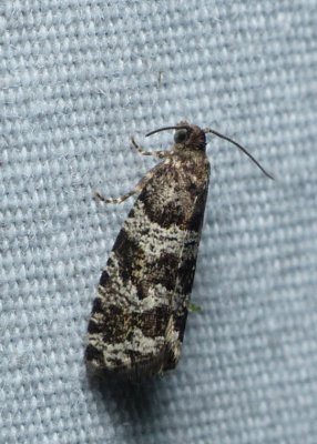 Moth - Paralobesia palliolana