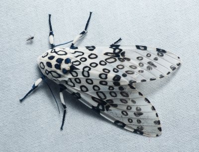Great Leopard Moth - Hypercompe scribonia