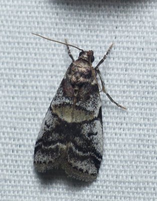 Leaf-crumpler Moth - Acrobasis indigenella