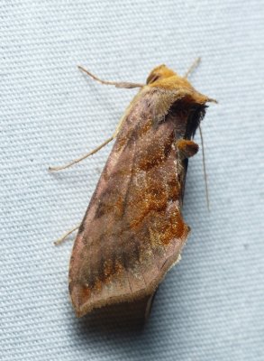 Unspotted Looper Moth - Allagrapha aerea