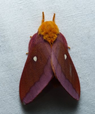Pink-striped Oakworm Moth - Anisota virginiensis