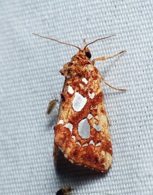 Silver-spotted Fern Moth - Callopistria cordata