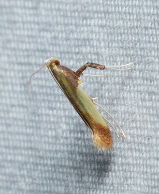 Moth - Caloptilia superbifrontella