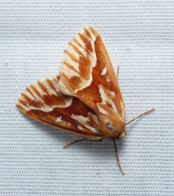 Northern Pine Looper - Caripeta piniata