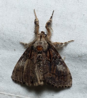 Streaked Tussock Moth - Dasychira obliquata