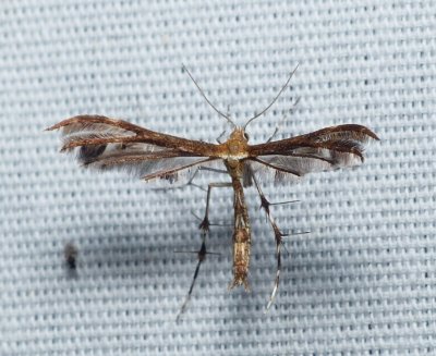 Plume Moth - Dejongia lobidactylus