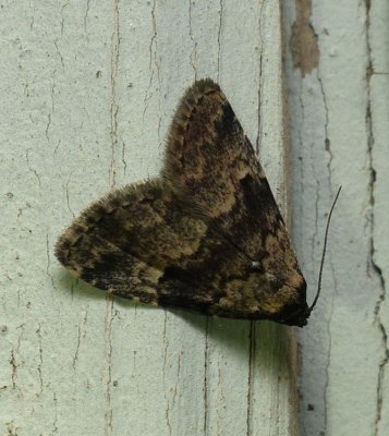 Visitation Moth - Dyspyralis illocata