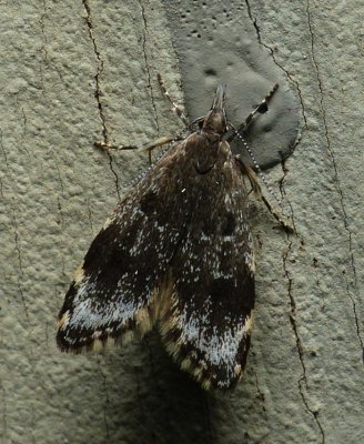 Moth - Eido trimaculella