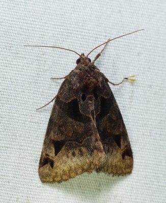 Toothed Somberwing - Euclidia cuspidea