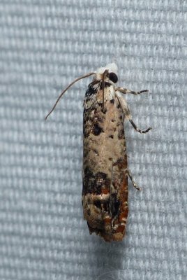 Moth - Eucosma ornatula