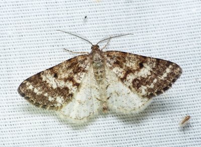 Powder Moth - Eufidonia notataria