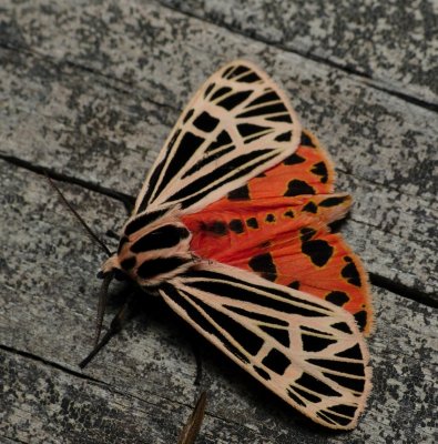 Virgin Tiger Moth - Apantesis virgo