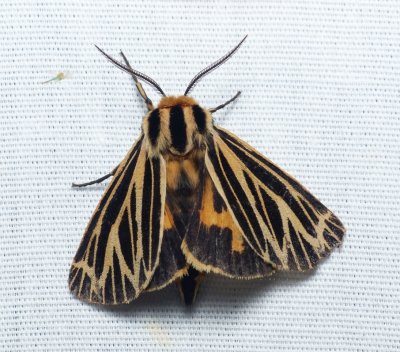 Little Virgin Tiger Moth - Grammia virguncula