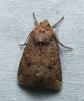 Northern Scurfy Quaker Moth - Homorthodes furfurata