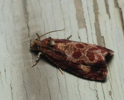 Moth - Olethreutes merrickana