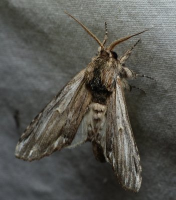 White-streaked Prominent - Oligocentria lignicolor