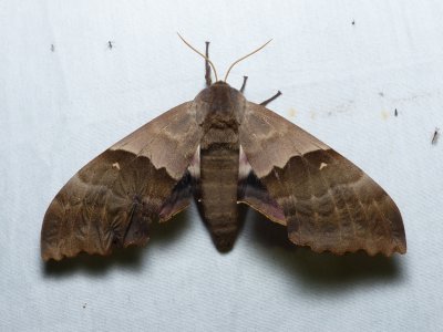 Big Poplar Sphinx - Pachysphinx modesta