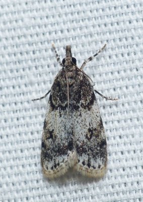 Moth - Scoparia cinereomedia