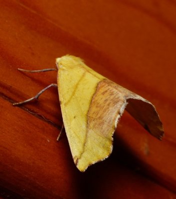 Sharp-lined Yellow - Sicya macularia