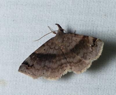 Six-spotted Gray - Spargaloma sexpunctata