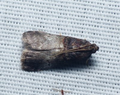 Moth - Acrobasis stigmella