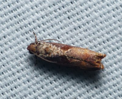 Maple Leaftier Moth - Episimus tyrius