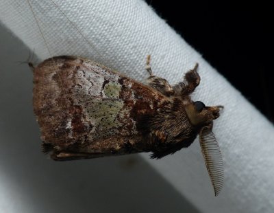 Yellow-based Tussock Moth - Dasychira basiflava